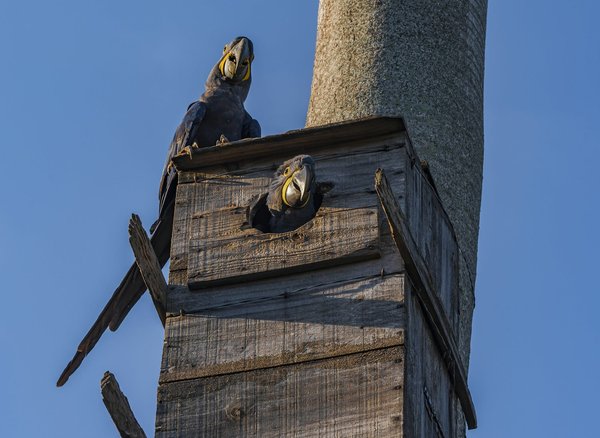 Come posso costruire una cassetta nido sicura per un pappagallo Cocorita in casa?