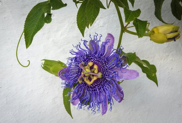 Quali tecniche di scalata indoor sono più adatte per la preparazione a competizioni internazionali di arrampicata?